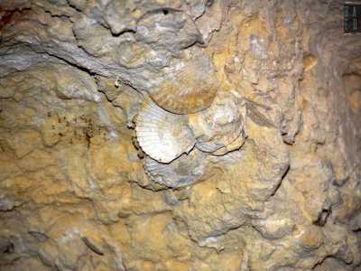 In alcuni punti � possibile anche trovare conchiglie fossili conservati nella calcarenite da milioni di anni